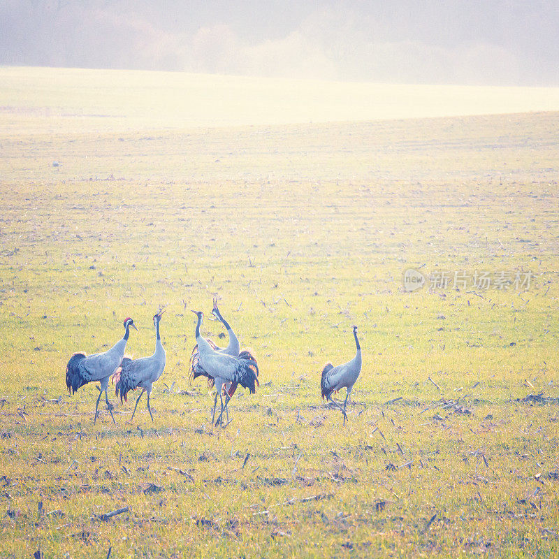 普通鹤[Grus Grus]